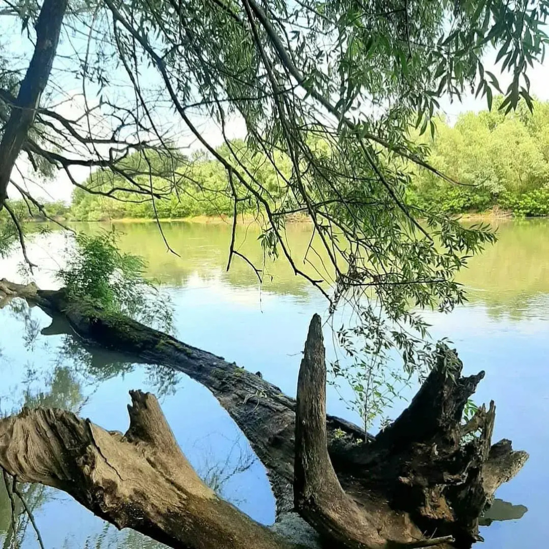 Творческий глэмпинг Скворечник