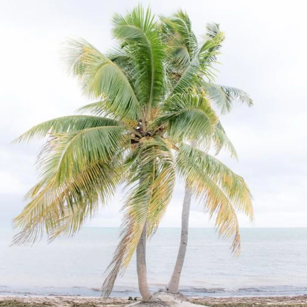 Sea Oats Beach by Florida Keys Luxury Rentals