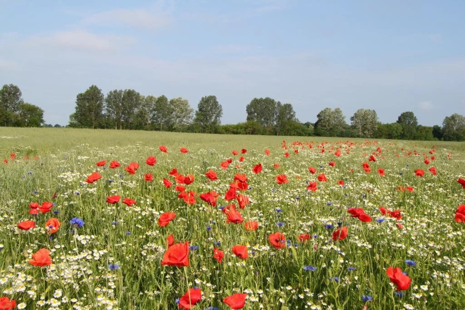 Pension Das Bï¿½r-sondere Haus