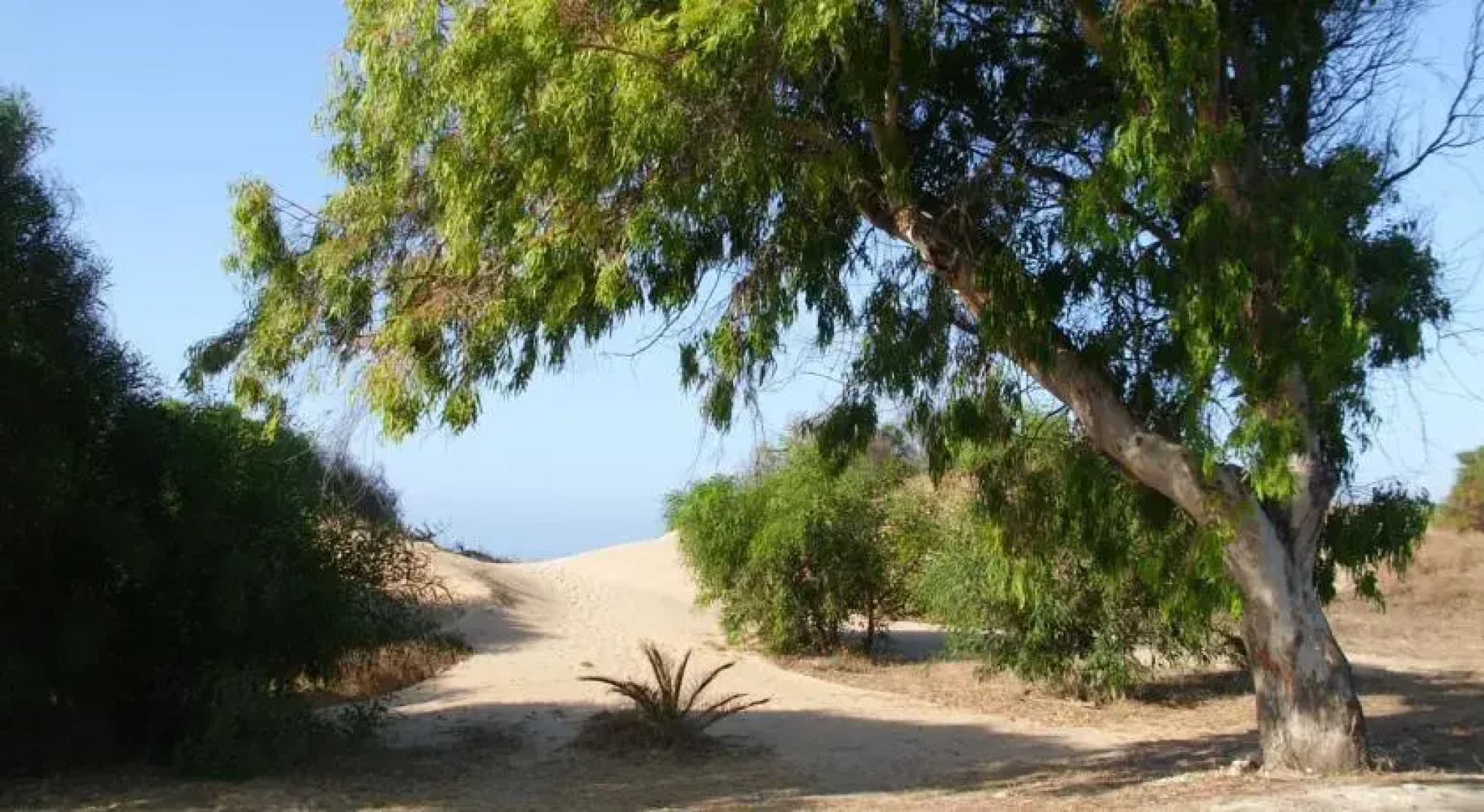 Residence delle Ginestre