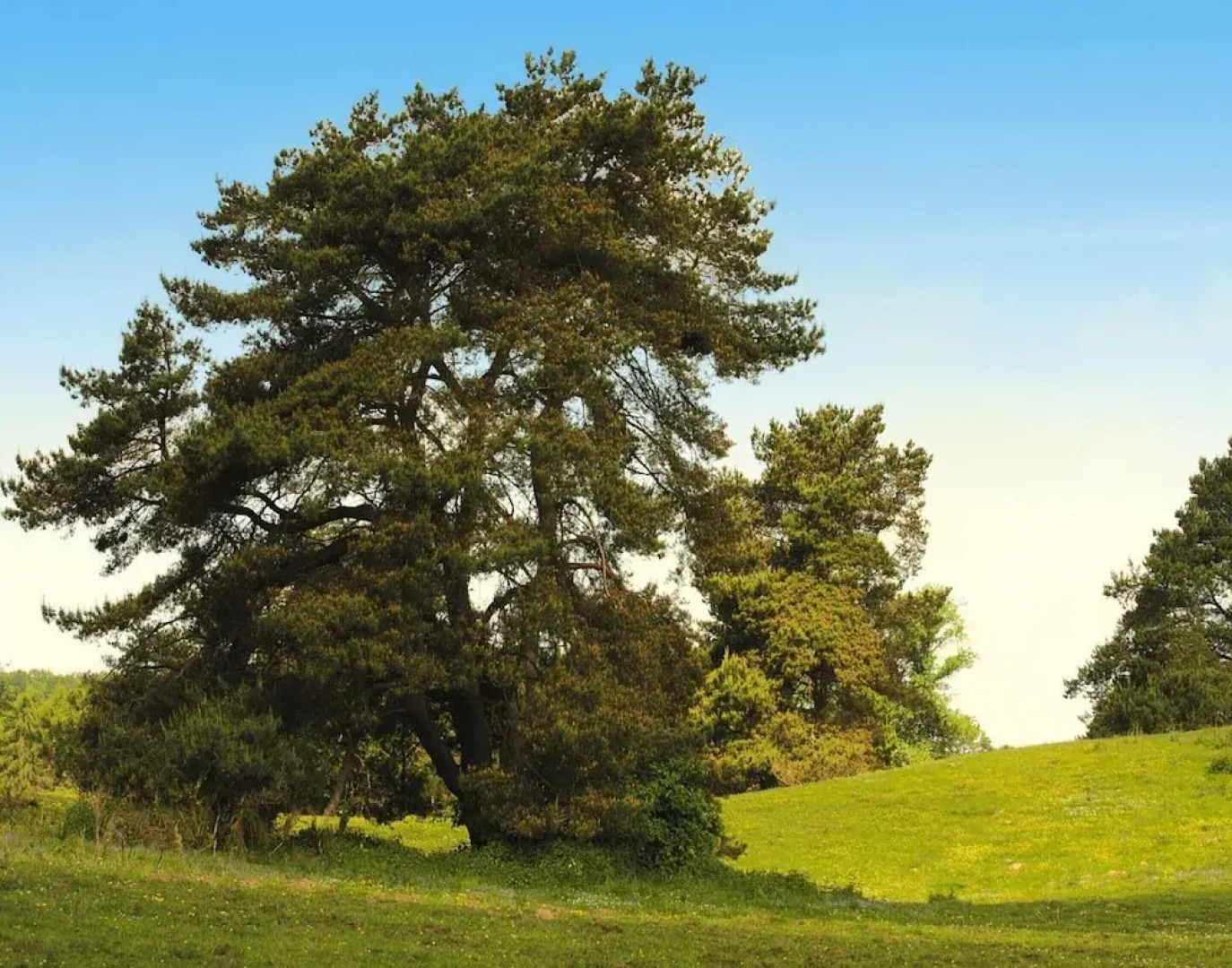 Ferienhaus am Garder See Inselblick