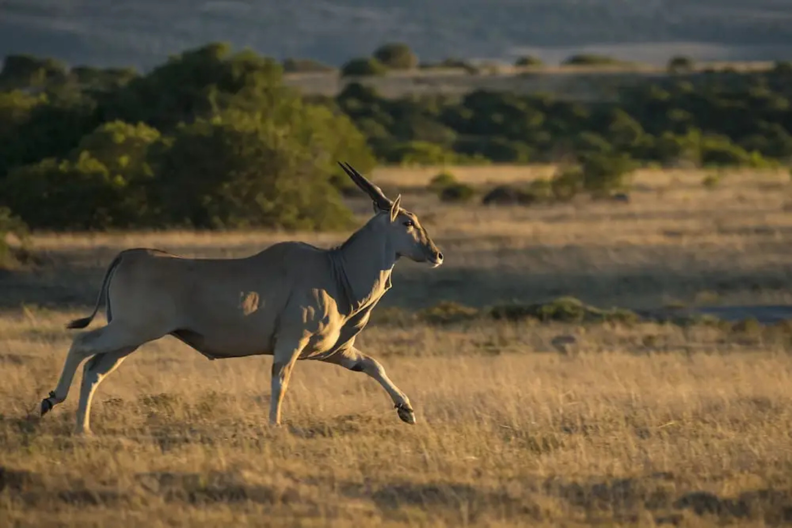 Shamwari Long Lee Manor