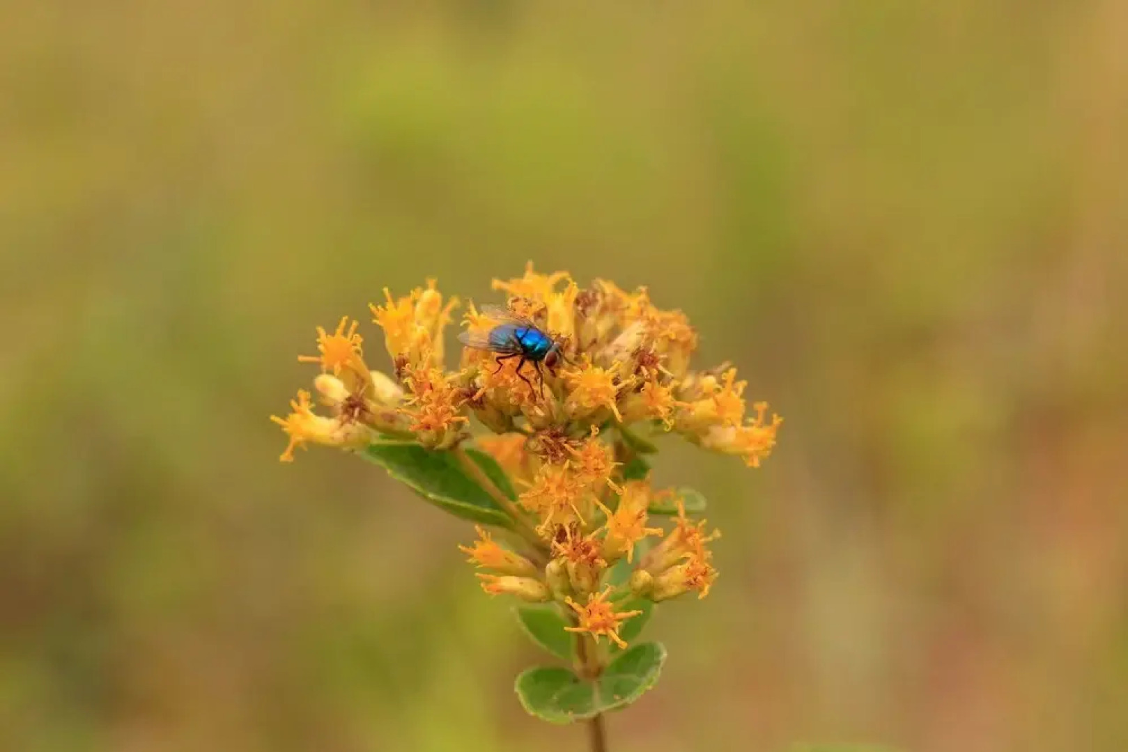 San Julio Hospedaje Campestre