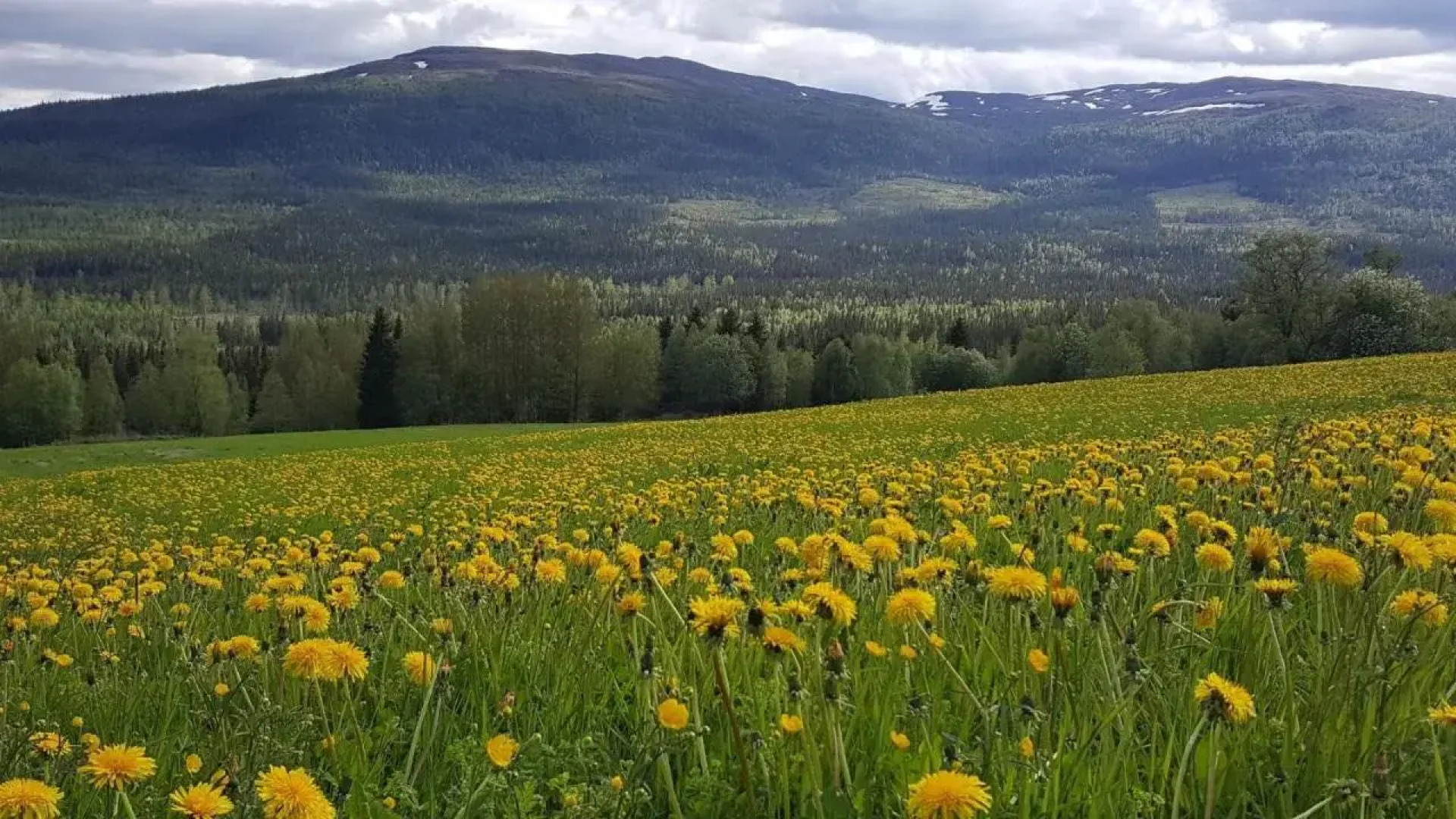 Edsåsdalen Fjällstation & Fjällby