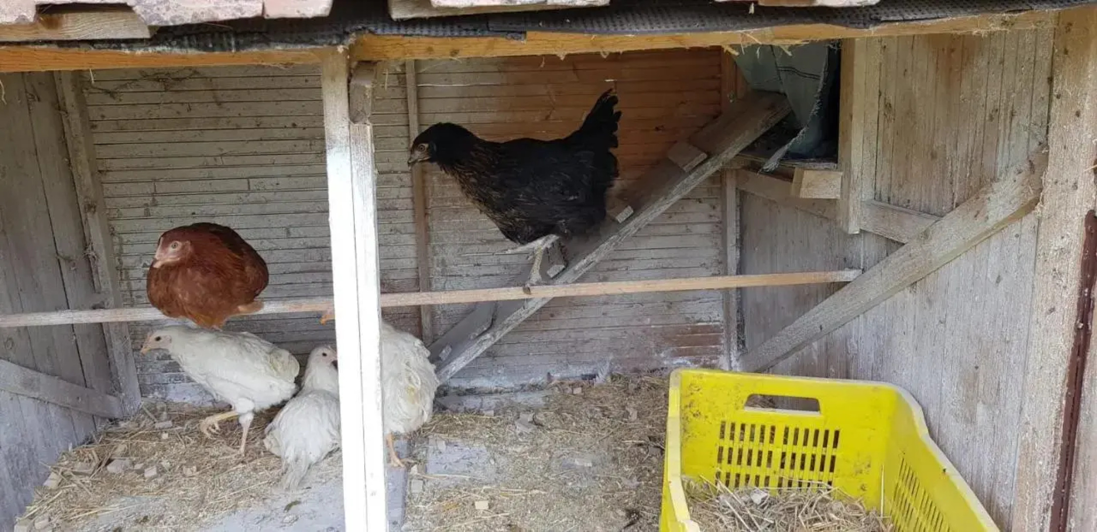 Etna, Salvia E Rosmarino