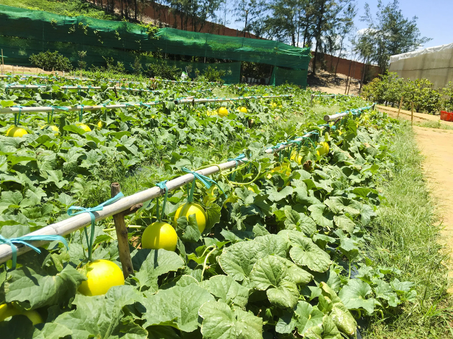 Carmelina Beach Resort