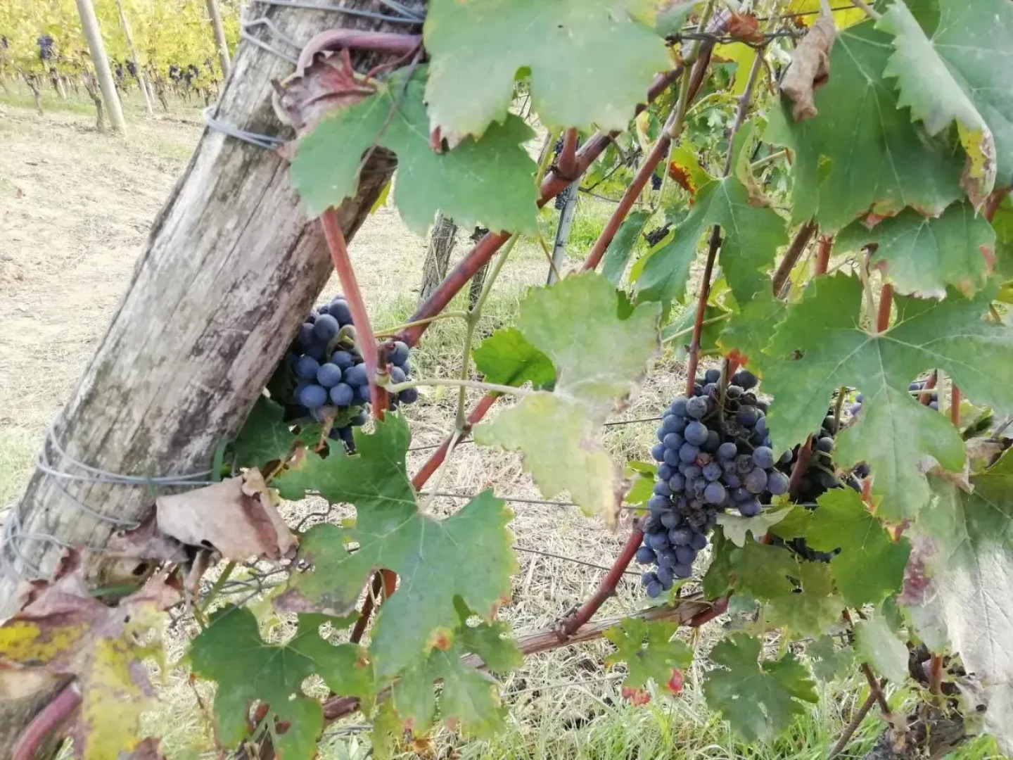 Vitedipinte 2 country house monolocale