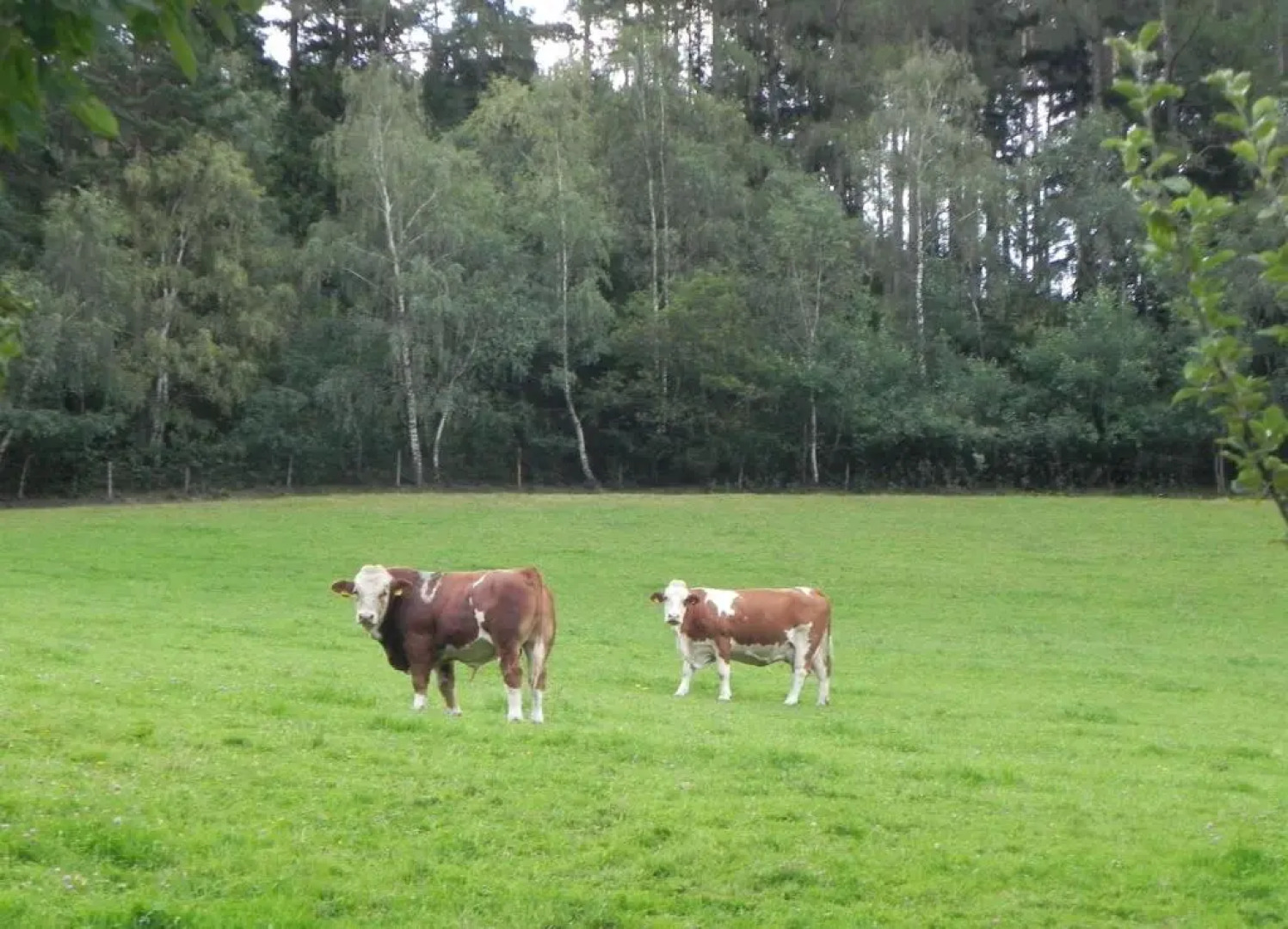 Gasthof Grüner Baum