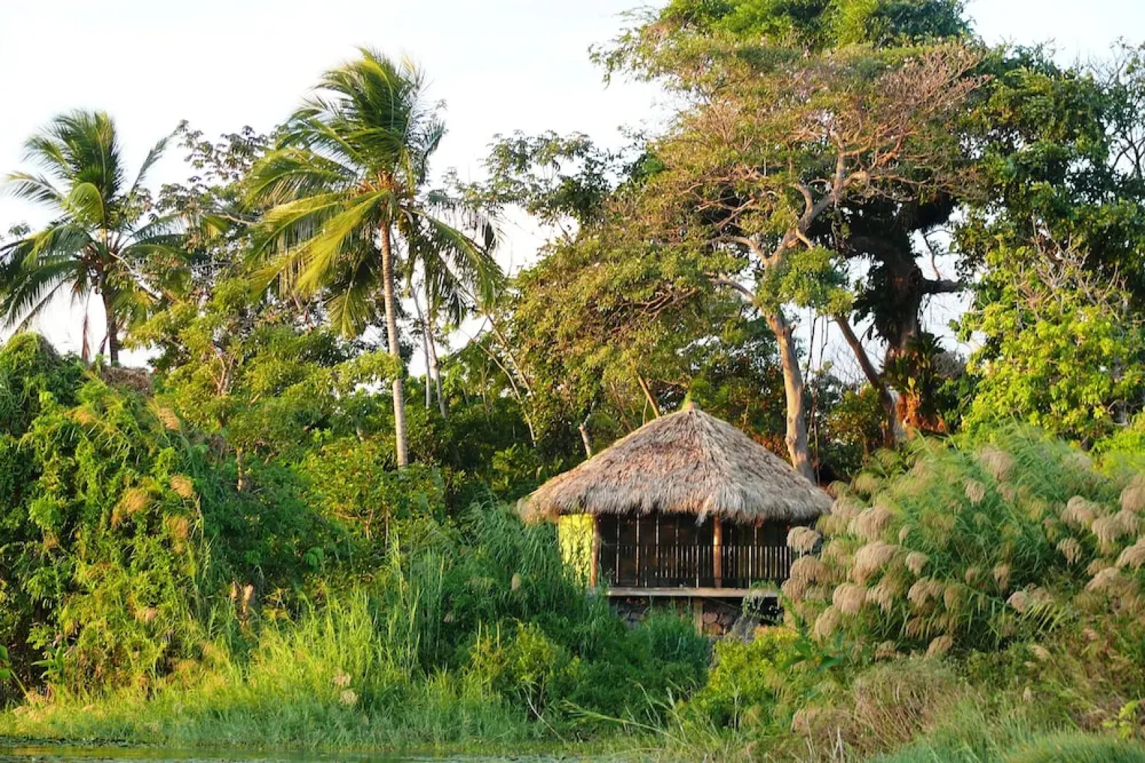 Zopango Orchids Island
