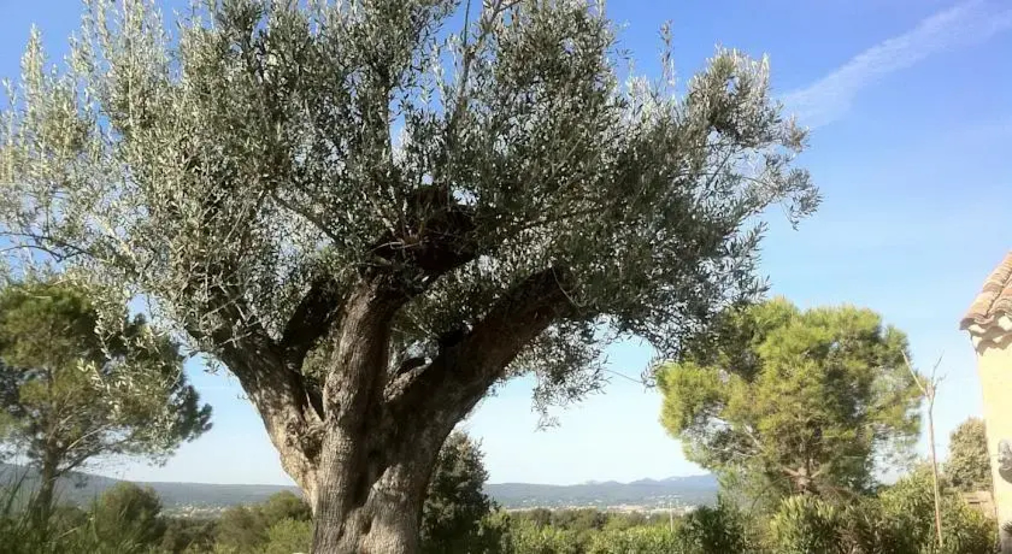 Le Chant Des Oliviers