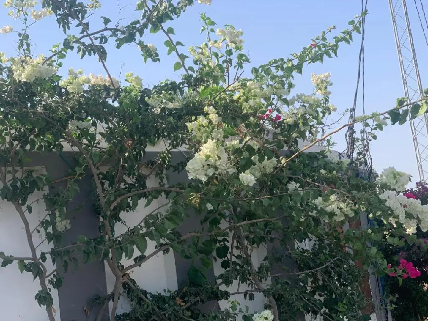 Résidence des Oliviers Yasmine Hammamet