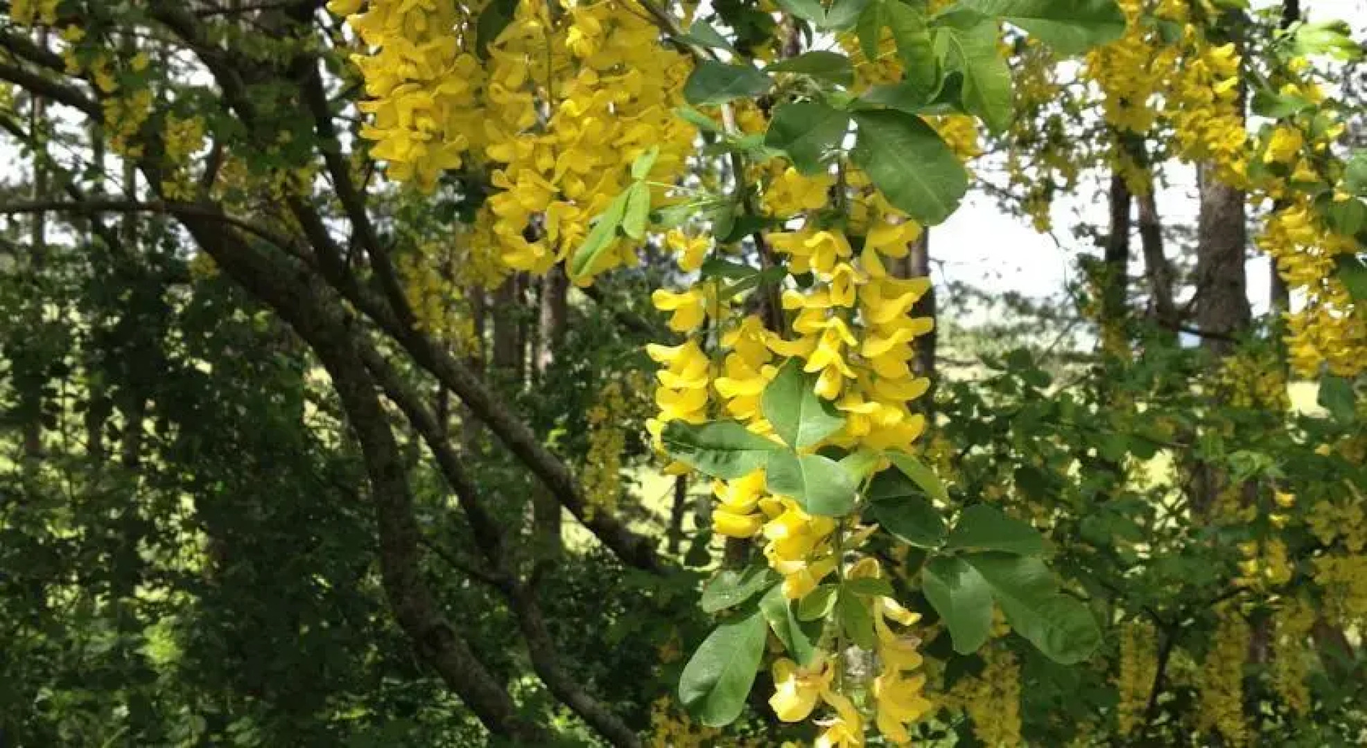 Il Canto del Nera B&B