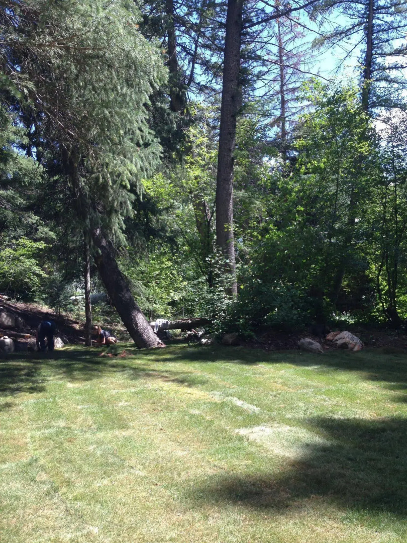 Treehouse by the Stream