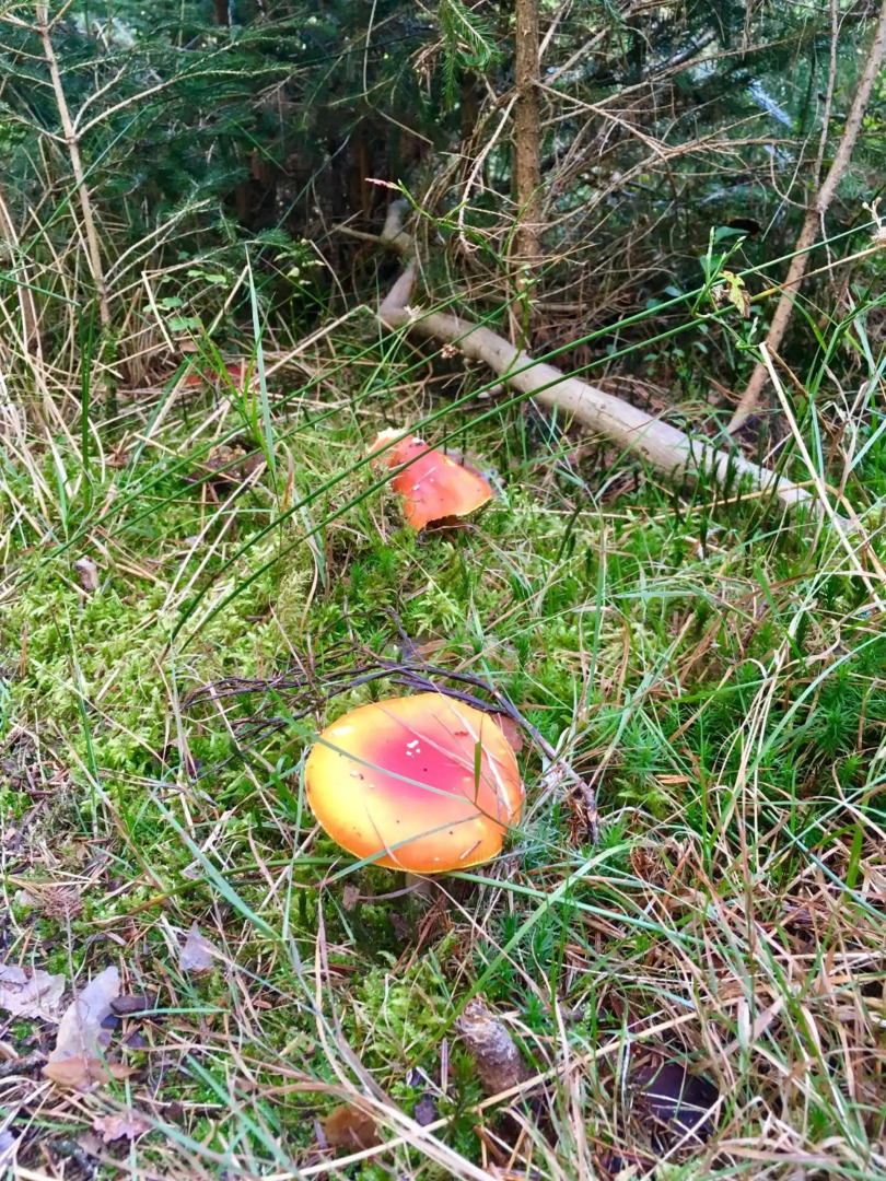 Blackforest Apartment