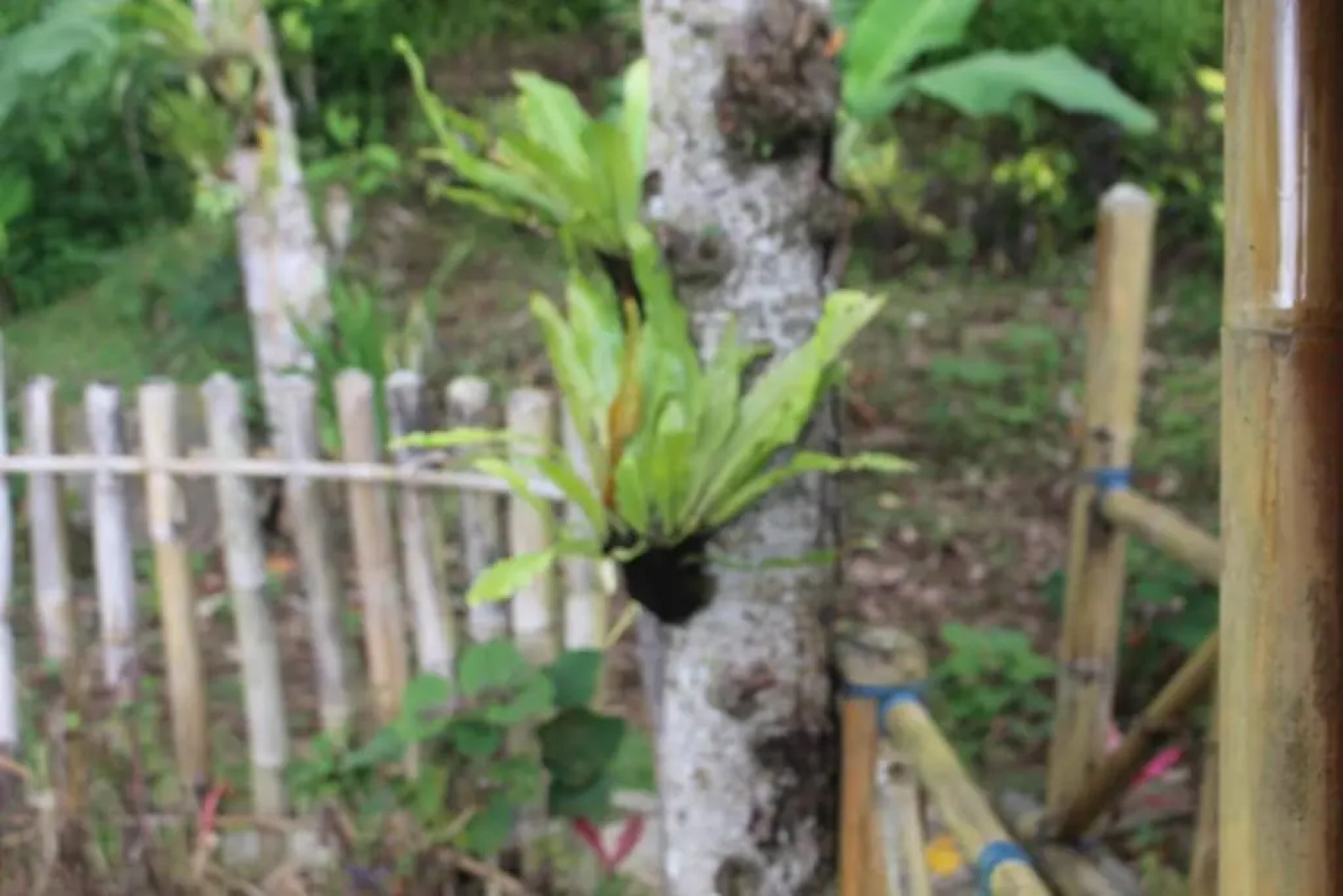 Bali Tree House Pelangi
