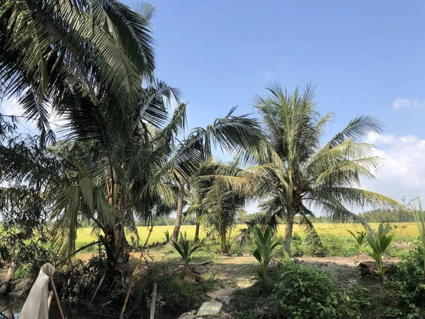 Thanh Tan Guesthouse