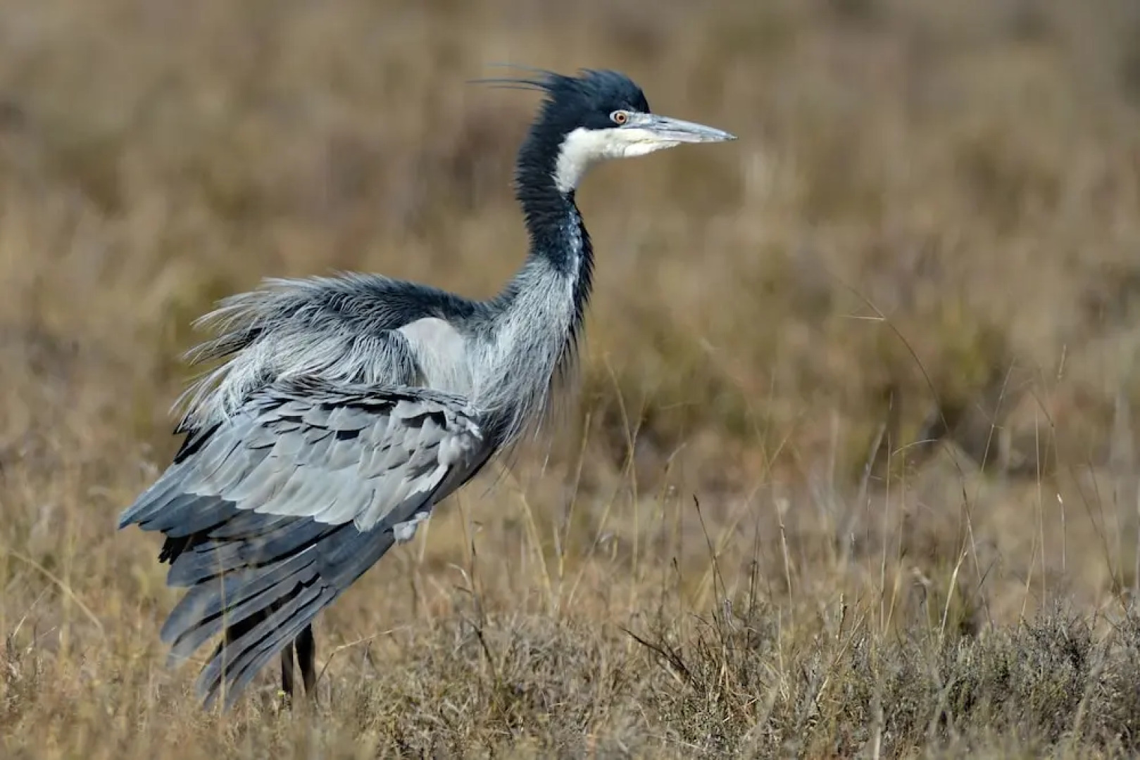 Shamwari Long Lee Manor