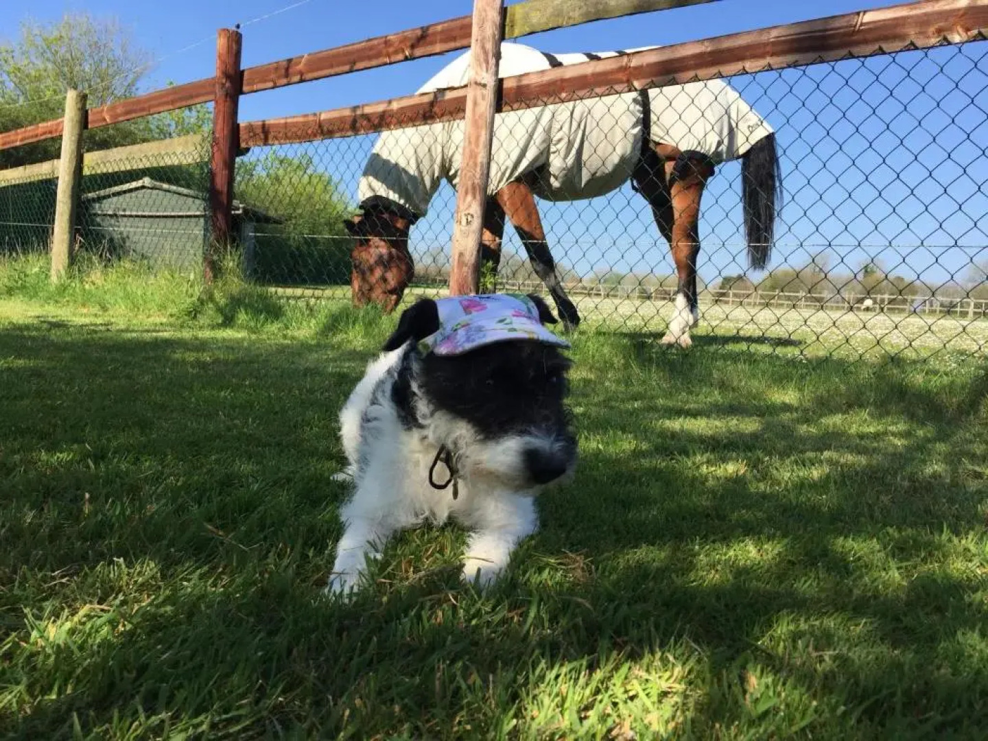 The Starting Gate, Bruton