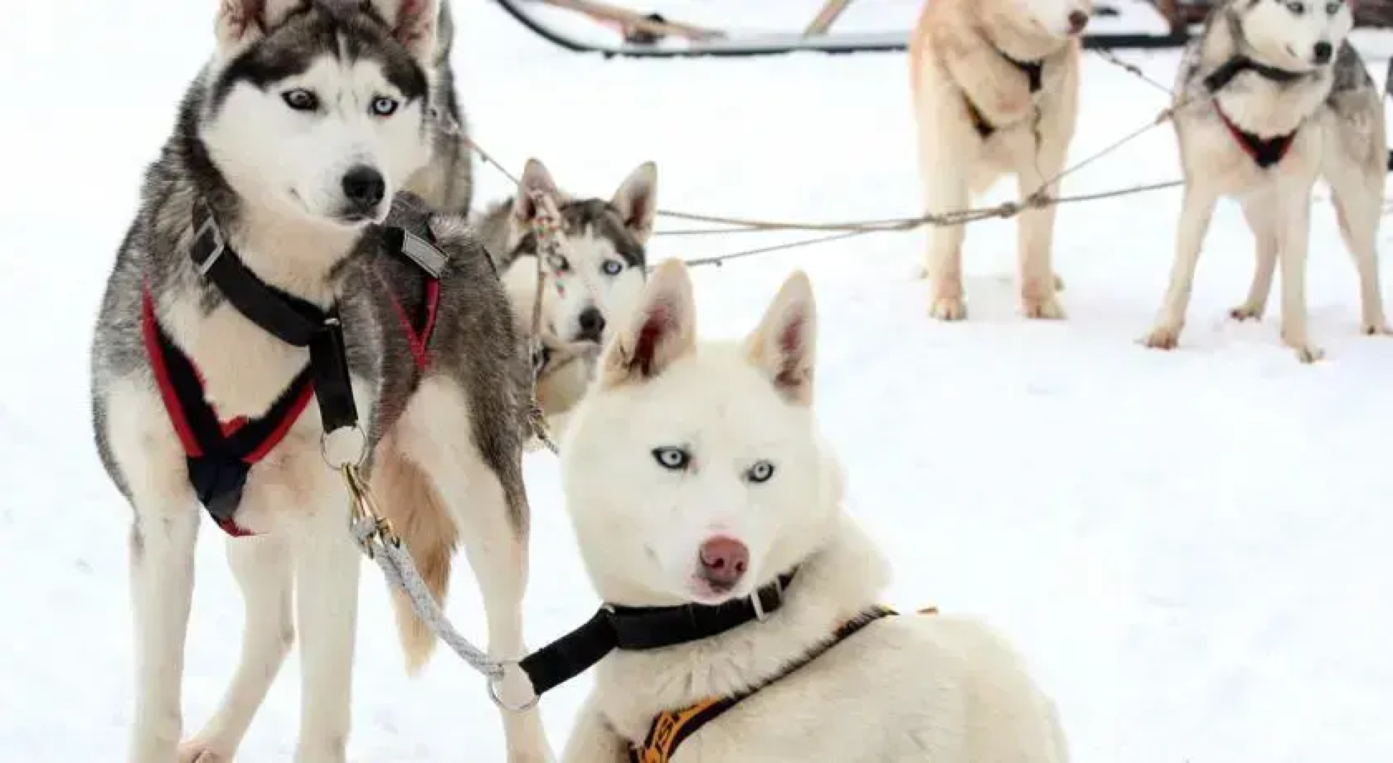 Сияние Севера