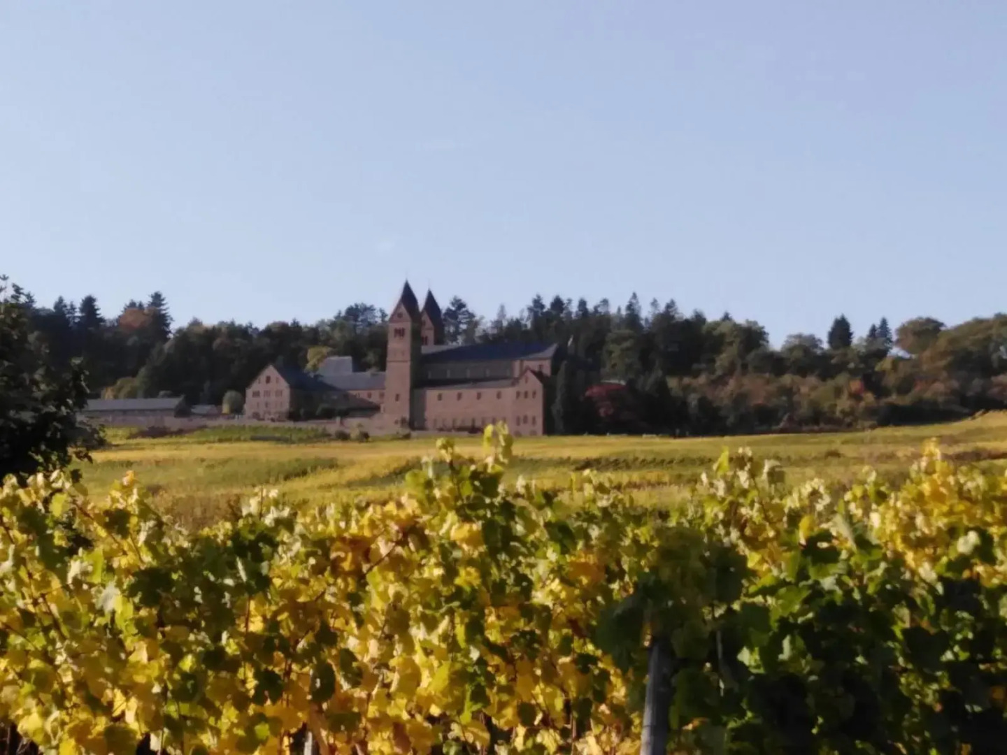 Rheingau und Weltkulturerbe Mittelrheintal erleben - Ferienappartement in Winkel