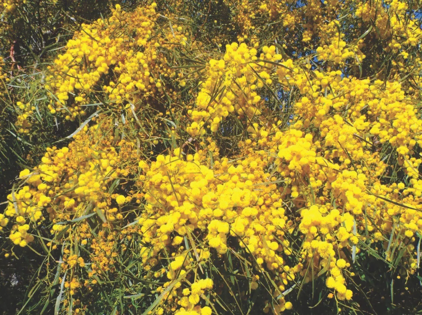 Tennessee Hill Chalets