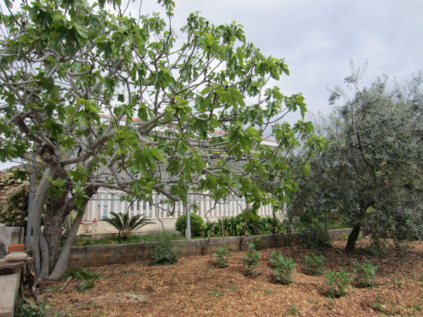 Holiday house VesnaD - 25 m from beach: Seget Vranjica, Riviera Trogir