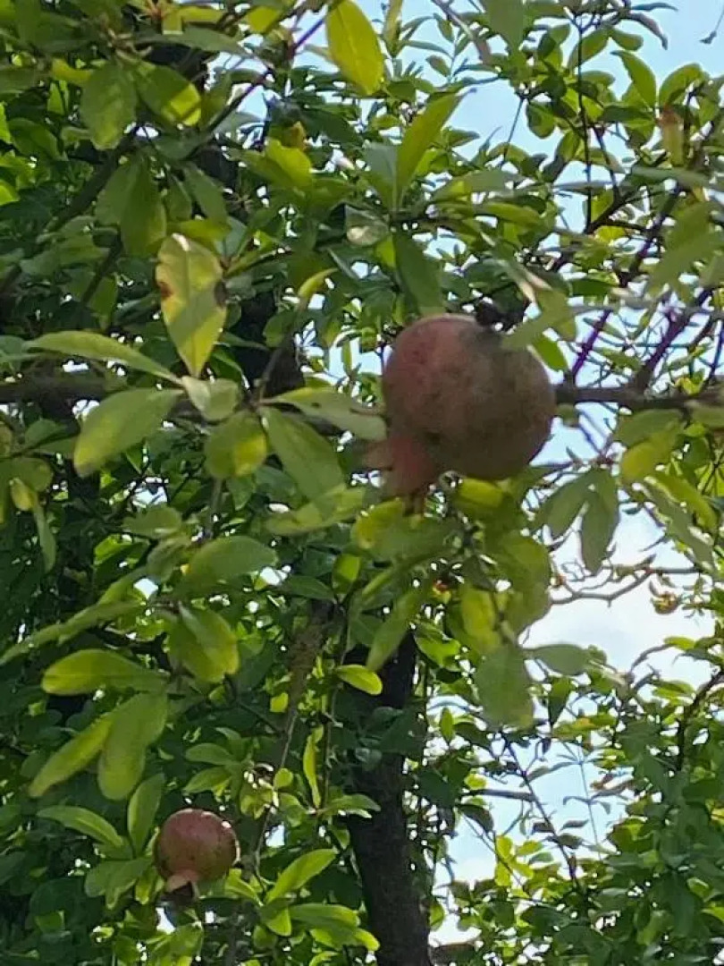 Black Sea Ochamchira