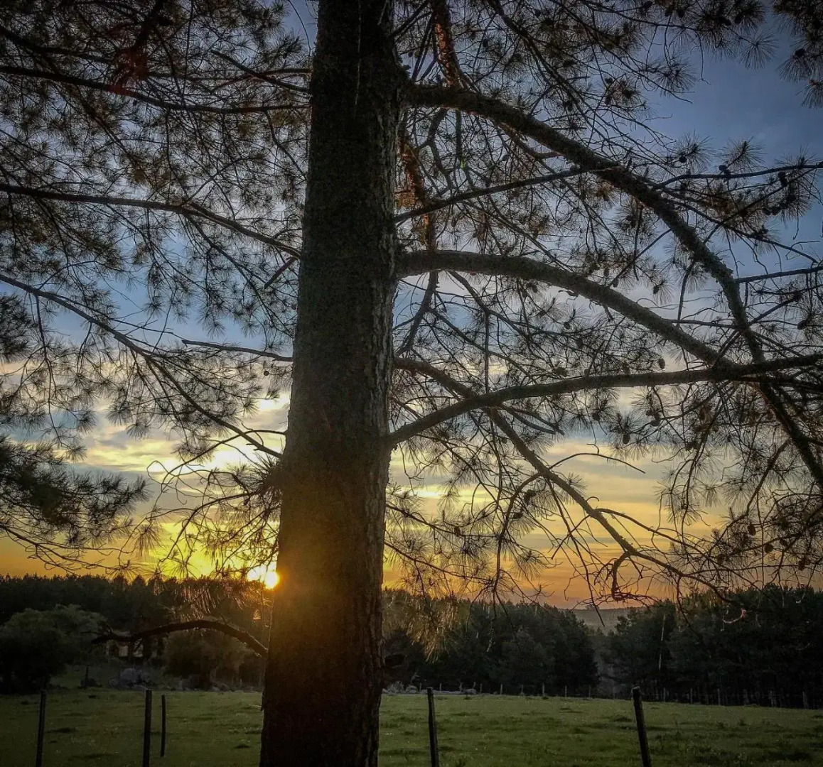Estancia Pinos de la Quebrada