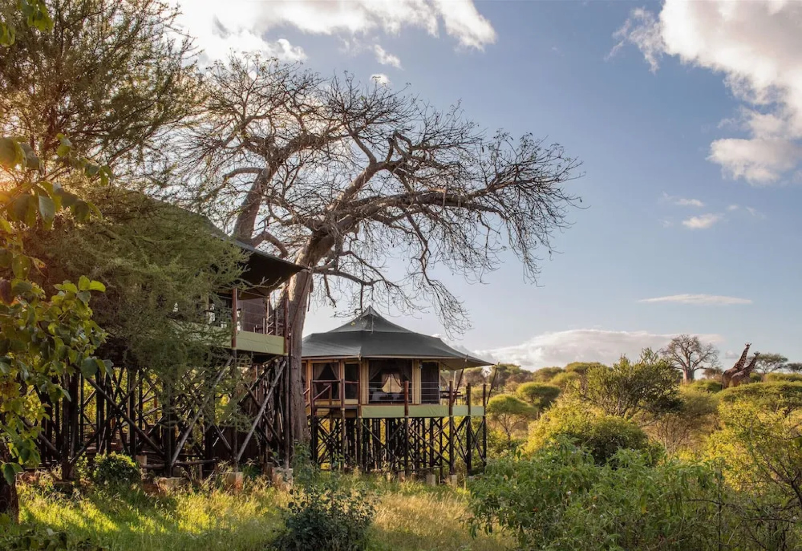 Tarangire Kuro Treetop Lodge