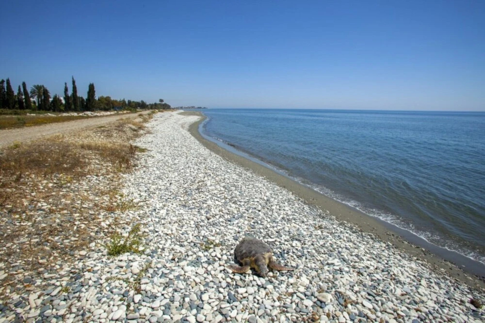 Villa for Rent in Larnaca 1012