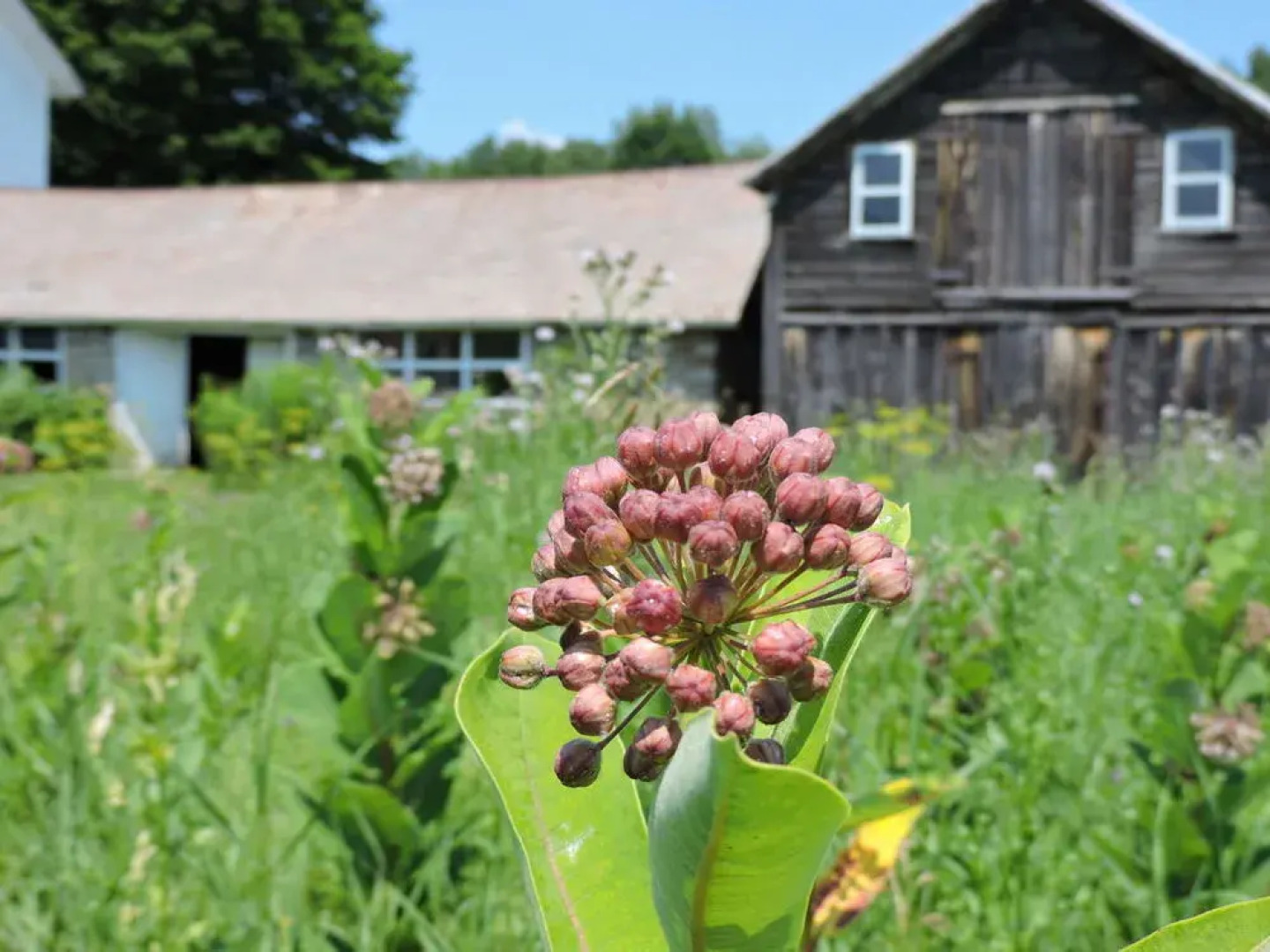 Saratoga Farmstead B&B