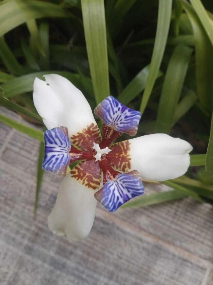 Lake Gardens Arenal Villas