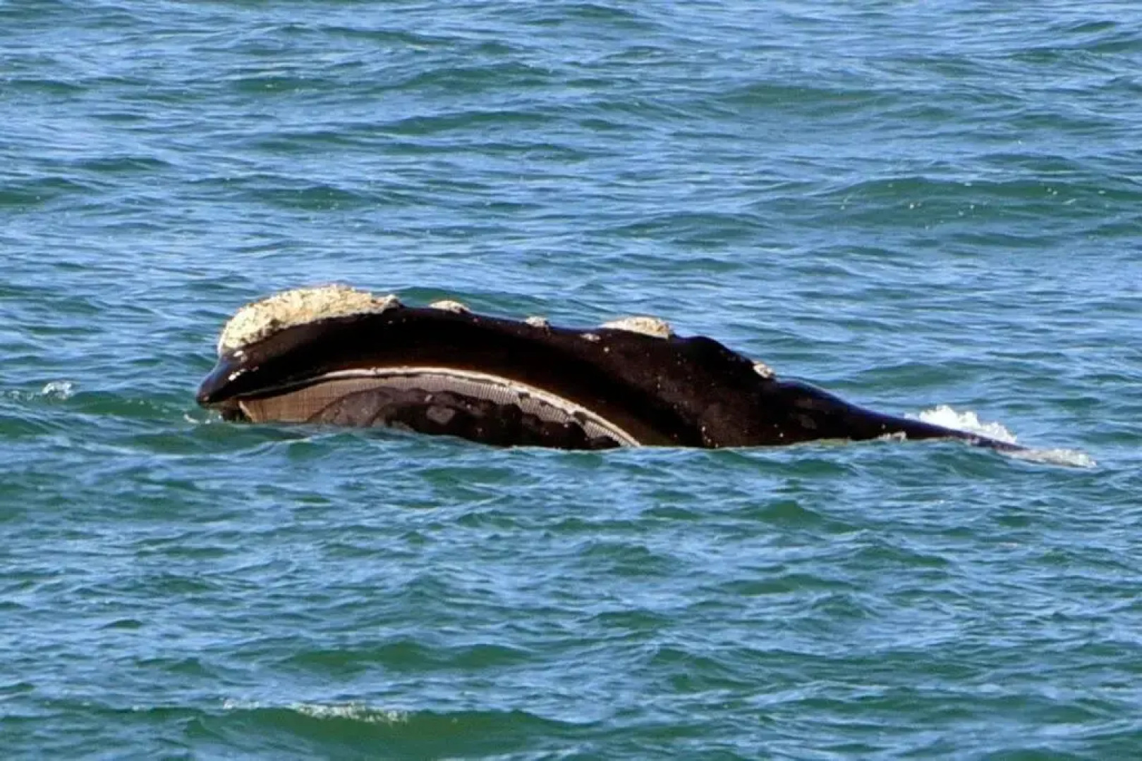 The Whale and Waddler - Unit with a view - and solar energy support