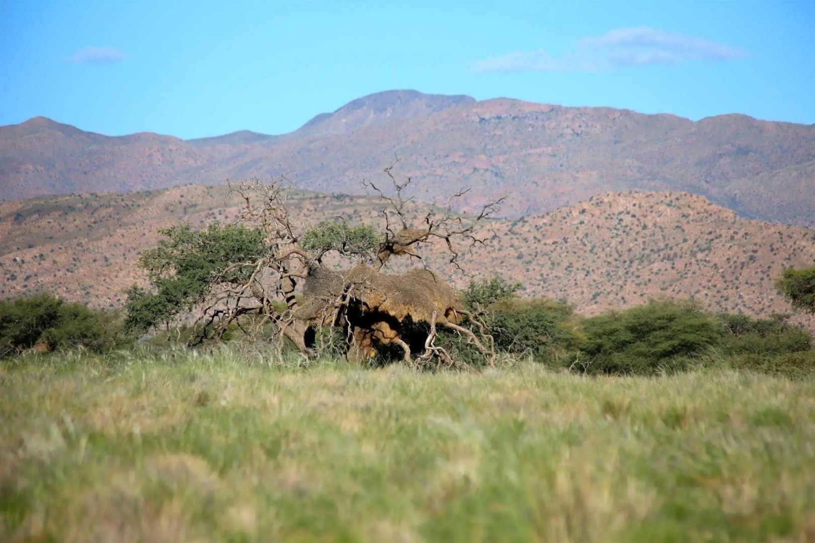 Solitaire Guest Farm