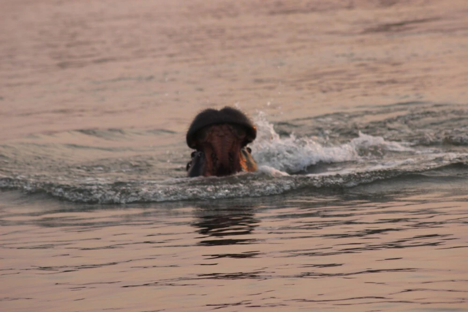 Ndhovu Safari Lodge - Campground