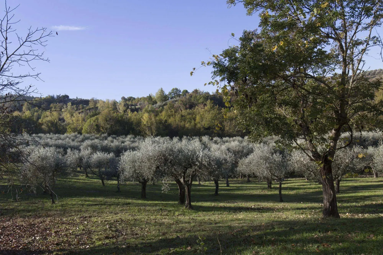 Podere le Corone