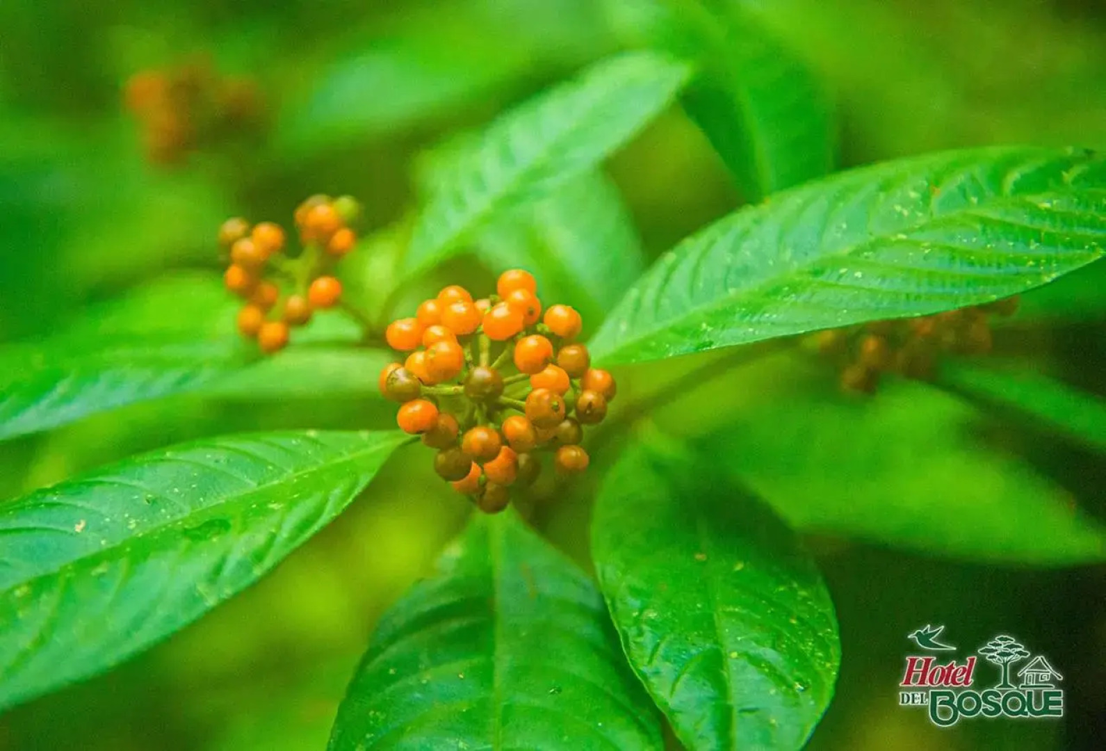 Hotel del Bosque Costa Rica