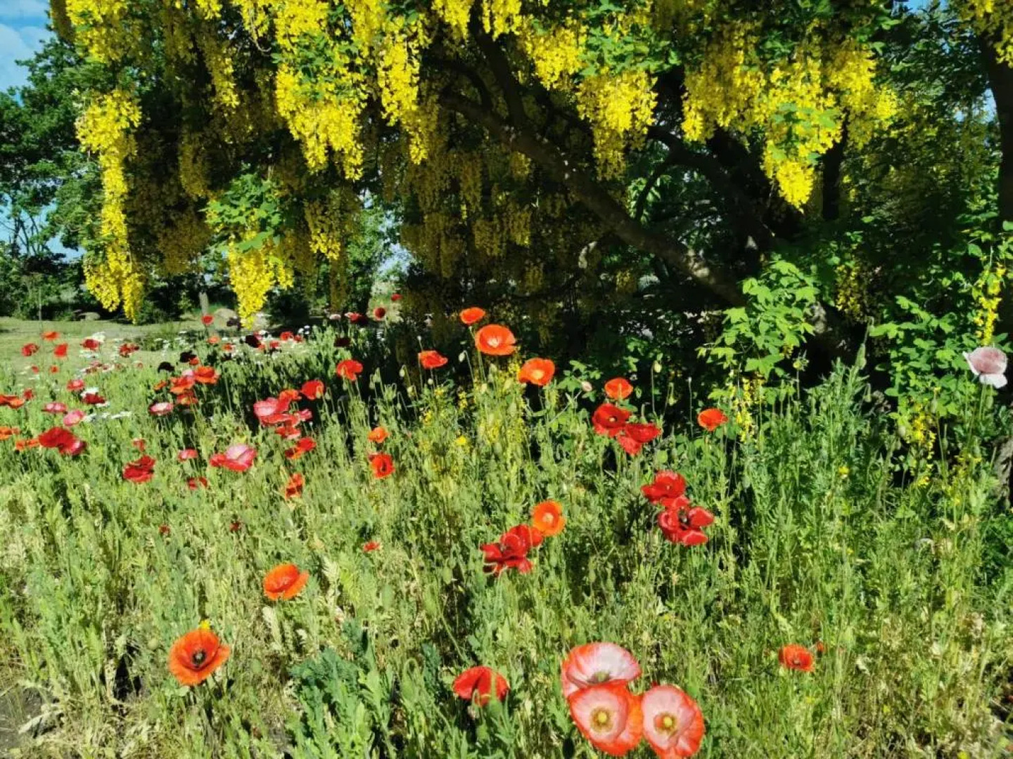 The 'Loft' Apartment- "Den Gule Svane" Guest House - near Rønne & Beach