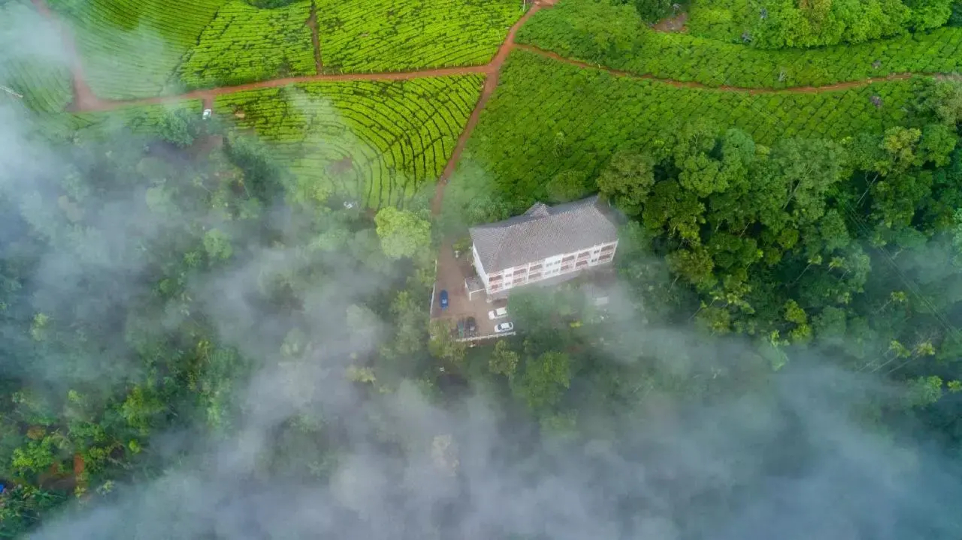 Tea Harvester Munnar