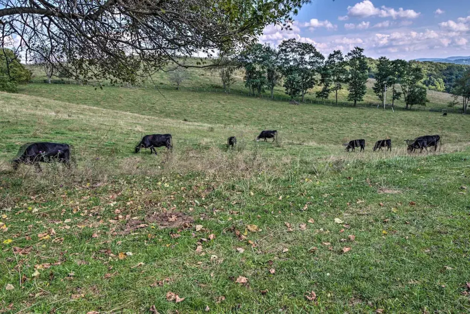 Fish, Hike, Hunt: Secluded Cabin in Doe Hill!