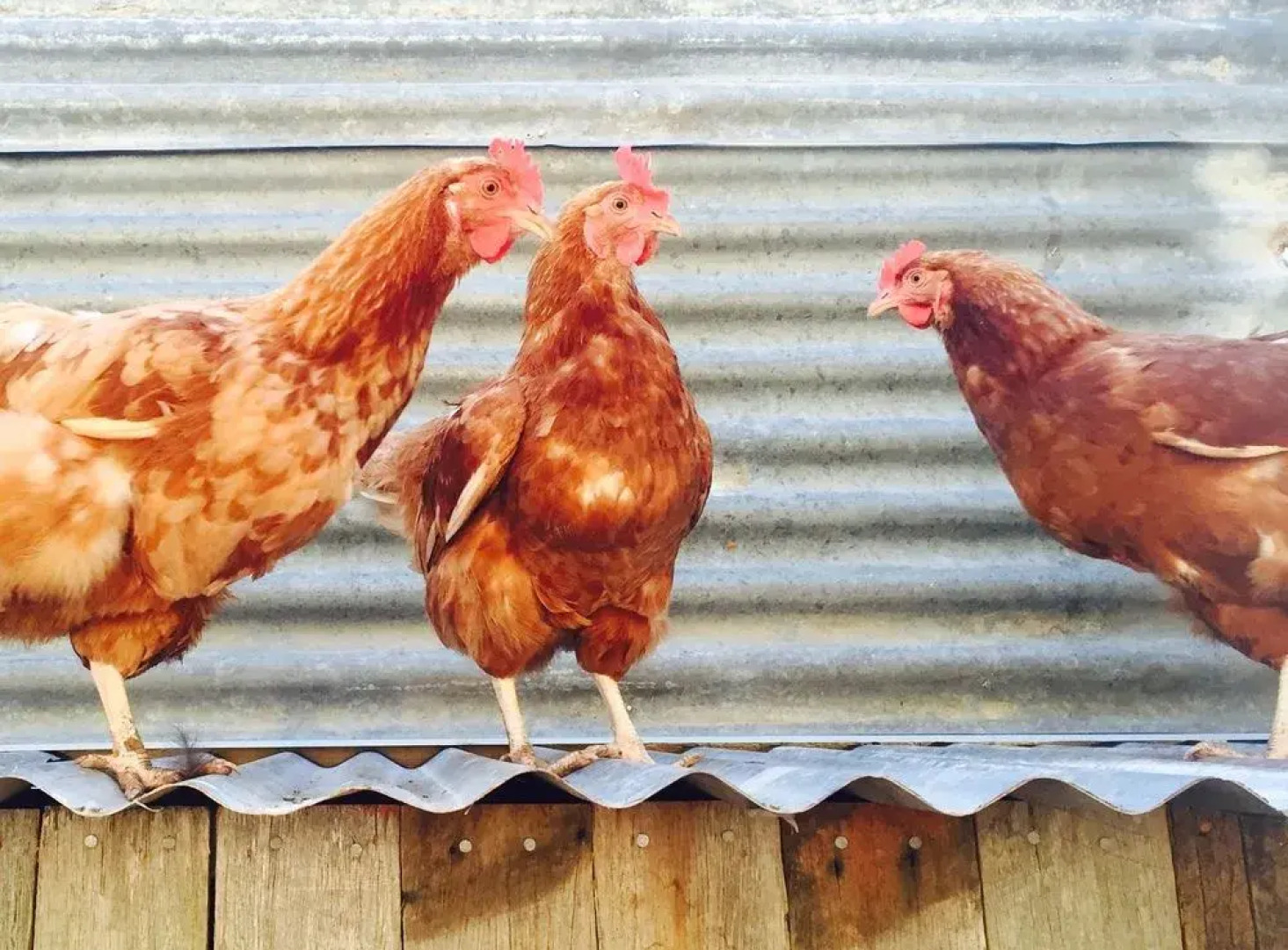 Block Eight Hunter Valley