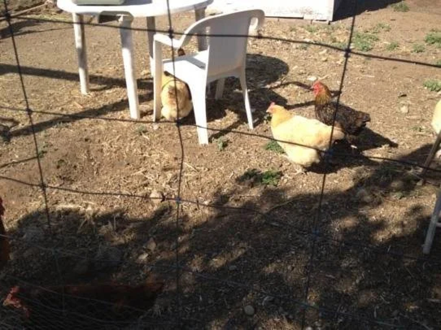 Yosemite Sierra View Bed & Breakfast