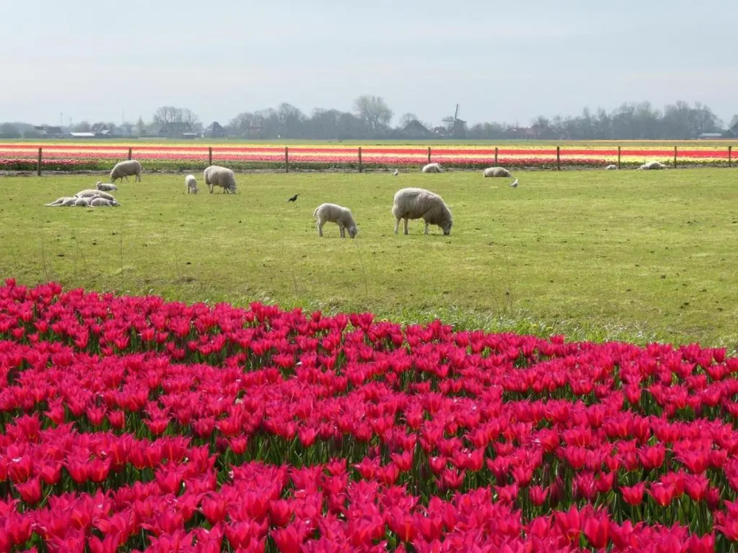 Dragonfly chalet Burghorn