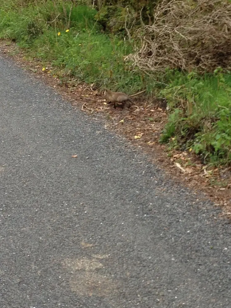 Burren Bushcraft - Camping & Adventures