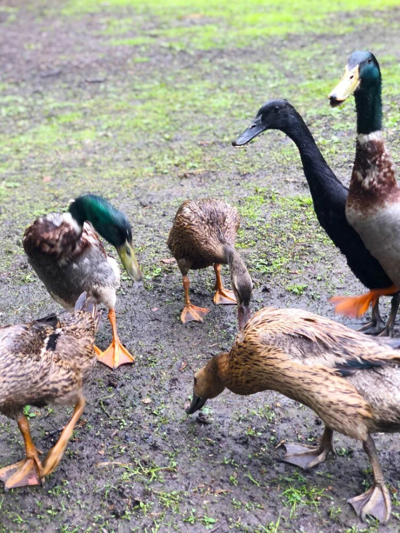 Hollington Park Glamping