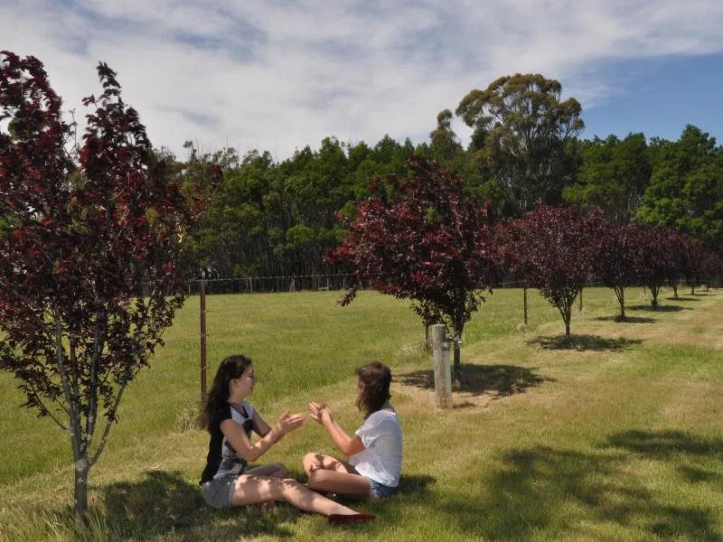 Poplars at Mittagong