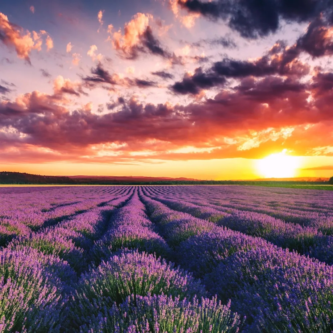 Residence Ventoux Lavande