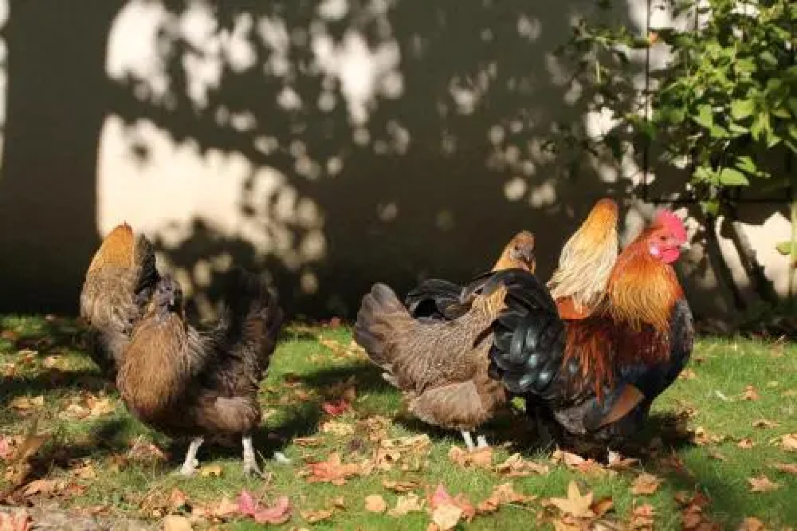 Le Relais de la Tour