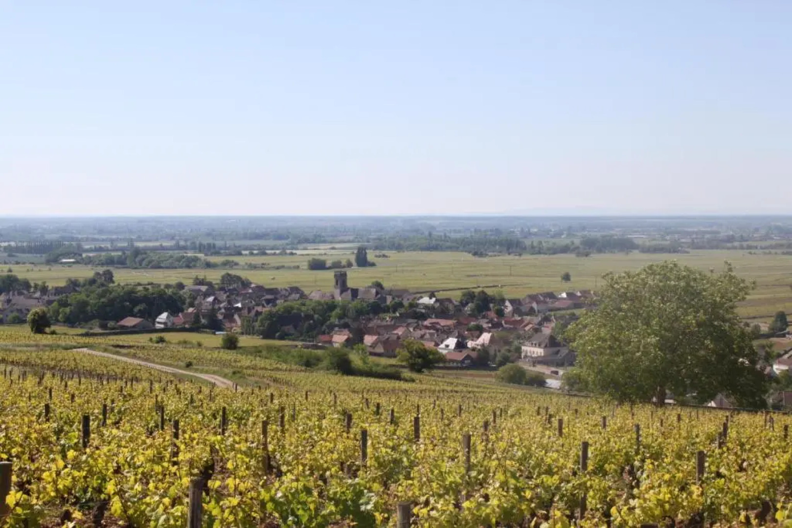 Ces Jours À Pommard