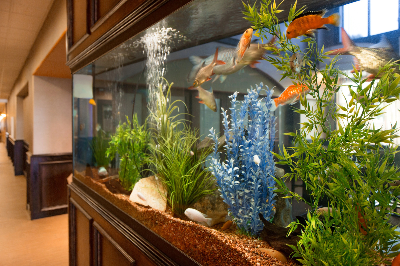 Hampton Inn & Suites Pharr